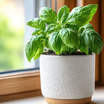 Fresh Basil Infused Olive Oil 250ML