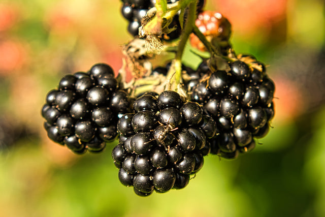 Sweet Blackberry Aged Dark Balsamic Vinegar